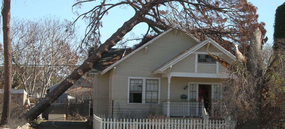 Tree Service Southfield  Southfield Emergency Tree Removal